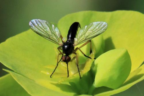 Empis nigritarsis